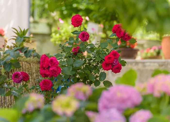 In Okrug Gornji 6132 Apartament *